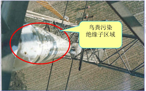 生態電網引鳥裝置，當鳥兒學會與電網共生